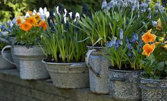 Awaiting the Vernal Equinox.