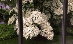 Gardens Have Meanings and Memories