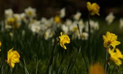 A Time to Dream and Scheme