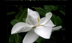 Behind the Lens_My Photography