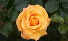 Time to Smell the Roses